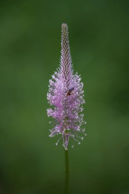 Bitki örtüsü, Plantaginaceae familyasından bir bitki türü olan Plantaginaceae familyasından bir bitki türü..