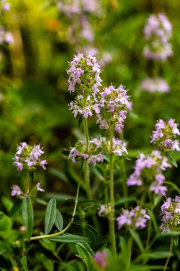 Thymus cinsi, Avrupa, Kuzey Afrika ve Asya 'nın ılıman bölgelerine özgü 40 cm uzunluğundaki lamiaceae familyasına ait yaklaşık 350 tür aromatik bitkisel bitki ve çalılık içerir..