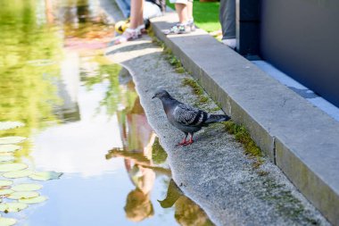 Güvercin suya yakın. Su kenarındaki gri güvercin.