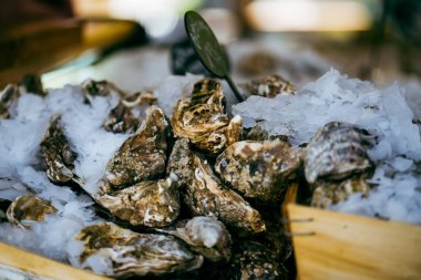 Buzlu kabuklu taze büyük istiridye. sağlıklı deniz ürünleri geçmişi