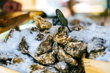 Buzlu kabuklu taze büyük istiridye. sağlıklı deniz ürünleri geçmişi