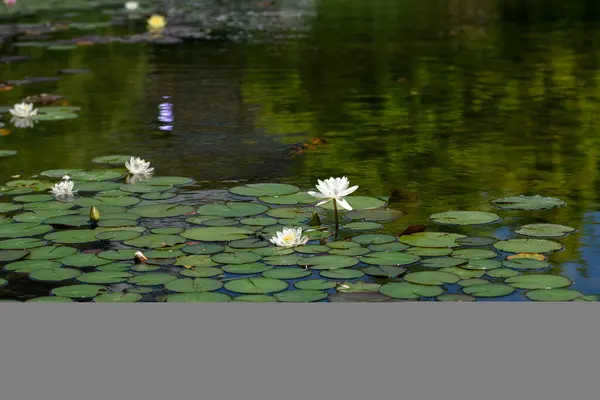 Blooming White Pink Lotus Flowers Pond Colorful Water Lily Lotus — Stock Photo, Image