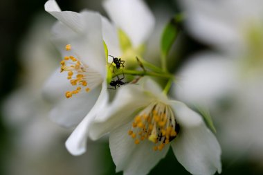 siyah karınca yasemin beyaz çiçeğinden nektar emiyor.