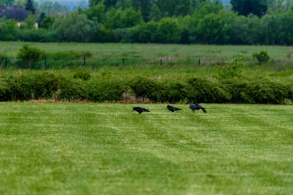 Dieselben Aaskrähen Corvus Corone Auf Grünem Gras Nach Regen — Stockfoto