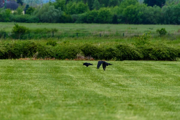 Самые Вороны Corvus Corone Зеленой Траве После Дождя — стоковое фото