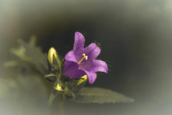 Campanula Trachelium Florece Sobre Fondo Verde Bosque Verano Campanula Trachelium —  Fotos de Stock