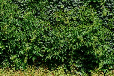 Hedera sarmaşık, İngiliz sarmaşığı, Avrupa sarmaşığı ya da sadece sarmaşık, çiçek açan bitki ve Parthenocissus triküpidata 'nın bir türüdür. Partenosissus triküpidata, üzüm (Vitaceae) familyasından bir bitki türü. Tırmanış bitkisi