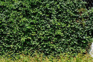 Hedera sarmaşık, İngiliz sarmaşığı, Avrupa sarmaşığı ya da sadece sarmaşık, çiçek açan bitki ve Parthenocissus triküpidata 'nın bir türüdür. Partenosissus triküpidata, üzüm (Vitaceae) familyasından bir bitki türü. Tırmanış bitkisi