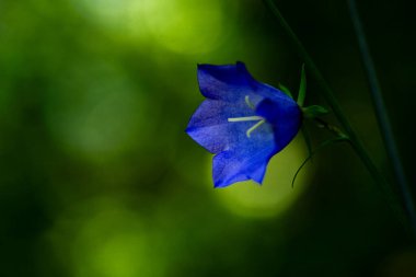 Adenophora, çan çiçekleri (Campanulaceae) familyasından bir bitki cinsidir. Bu türün bitkileri genellikle bayan çanları olarak bilinir..