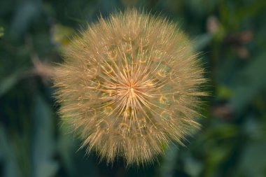 Tragopogon ya da keçi sakalı, Asteraceae familyasından bir bitki cinsidir..