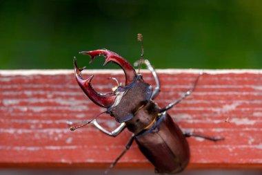 kahverengi stag beetle lucanus cervus, en büyük Avrupa böceği