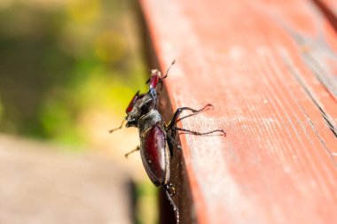kahverengi stag beetle lucanus cervus, en büyük Avrupa böceği