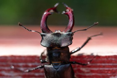 kahverengi stag beetle lucanus cervus, en büyük Avrupa böceği