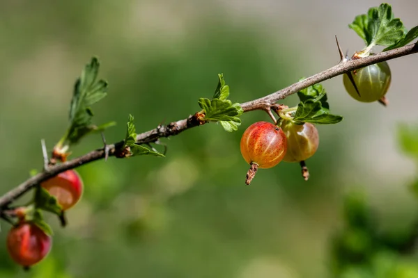 Frische Stachelbeere Auf Einem Zweig Eines Stachelbeerstrauches Garten Ein Roter — Stockfoto