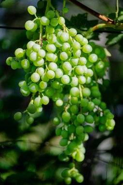 Olgun yeşil üzümlerin yakın plan görüntüsü