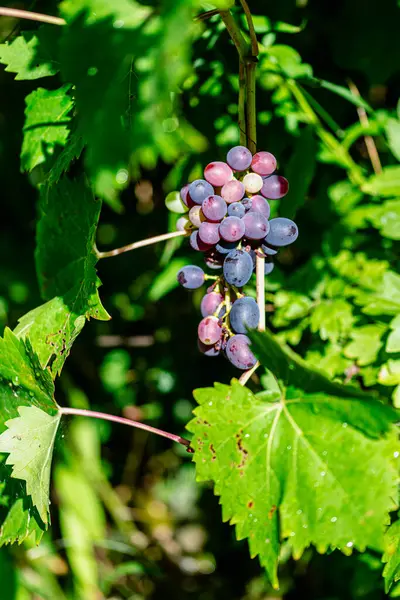 Close Afbeelding Van Rijpe Bos Rode Druiven — Stockfoto