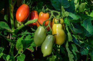 San Marzano domatesleri. Kırmızı ve yeşil domates.