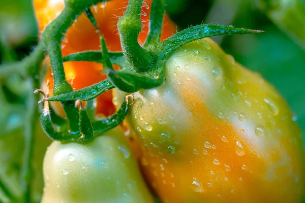 圣马萨诺西红柿 红色和绿色西红柿 — 图库照片