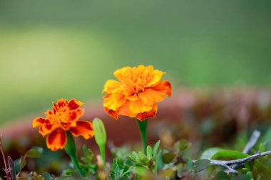 Tagetes patula çiçekleri bahçede kahverengi tencerede.