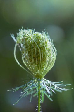 Daucus carota, Avrupa havucu, kuş yuvası, piskopos danteli ve Kraliçe Anne danteli (Kuzey Amerika), Apiaceae familyasından bir bitki türü..