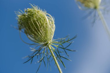 Daucus carota, Avrupa havucu, kuş yuvası, piskopos danteli ve Kraliçe Anne danteli (Kuzey Amerika), Apiaceae familyasından bir bitki türü..