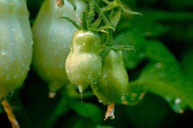 Yağmurdan sonra San Marzano domatesleri. Domateslere su damlası. Makro