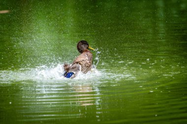 Mallard, erkek ördeği gölde yüzüyor. Erkek vahşi ördek, Anas platyrhynchos.