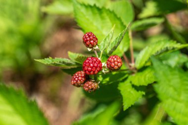 kırmızı olgunlaşmamış böğürtlen çalıda