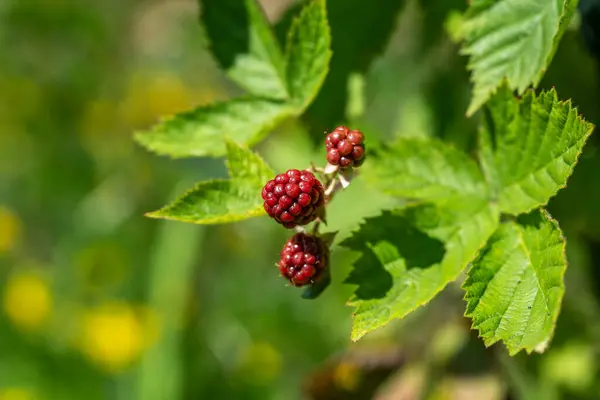 Red Unripe Blackberry Berries Bush — Stock Photo, Image
