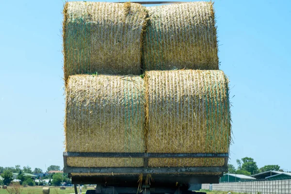4頭の干し草を運ぶトラック — ストック写真