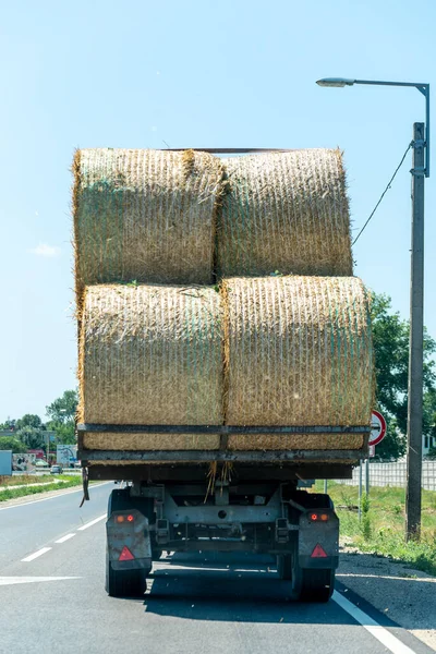4頭の干し草を運ぶトラック — ストック写真