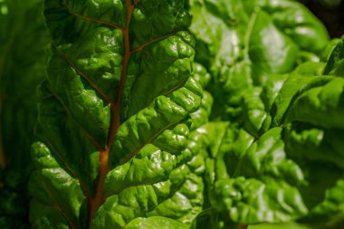 Organik bahçedeki altın adam. Mangold yaprağı