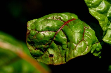Organik bahçedeki altın adam. Mangold yaprağı