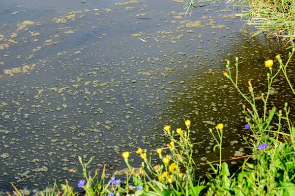 Water pollution by blooming blue green algae. green algae on the surface of the water. flowering water as background or texture. Water, rivers and lakes with harmful algal blooms. Ecology of polluted nature.