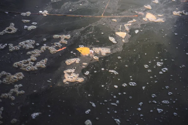 조류를 표면에 질감으로 유해한 Algal 오염된 자연의 — 스톡 사진