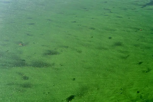 Water pollution by blooming blue green algae. green algae on the surface of the water. flowering water as background or texture. Water, rivers and lakes with harmful algal blooms. Ecology of polluted nature.