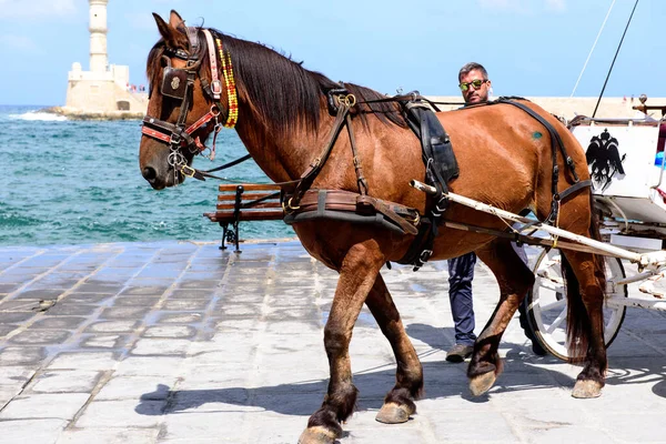 Cart Horse Tourists Port Greek City Chania Stock Picture