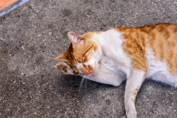 Dulce Hermoso Gato Enfriamiento Acostado Asfalto Calle Suelo Grecia —  Fotos de Stock
