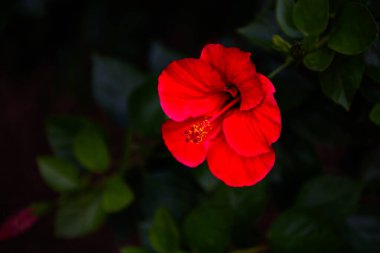 Yeşil yapraklı kırmızı çiçek çiçeği..