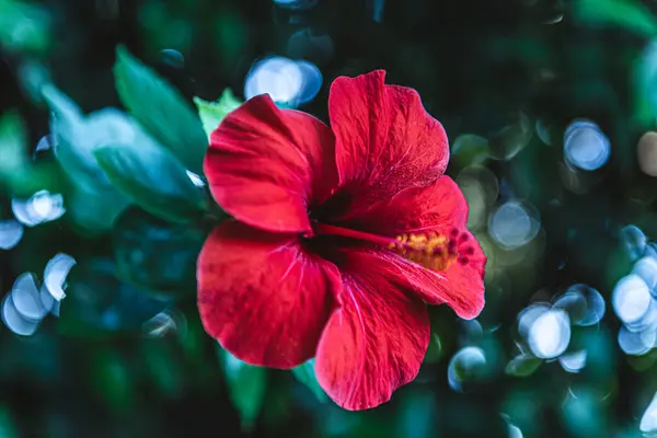 Red Flower Hibiscus Green Leaves Stock Image