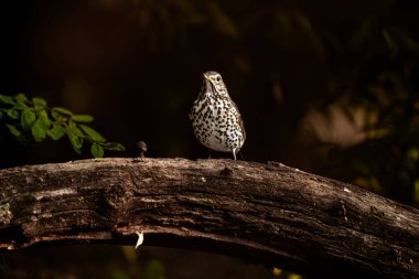 Ardıç kuşu, Turdus Philomelos, dal üzerinde tüneyerek.