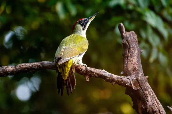 Avrupalı yeşil ağaçkakan Picus Viridis, parlak kırmızı tacı ve siyah bıyığı olan büyük yeşil bir ağaçkakandır..