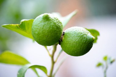 Diğer yeşil yapraklarla çevrili toprakta iki yeşil limon bir dala asılı duruyor. Karıncalar, limonlu böceklere yakın çekim.