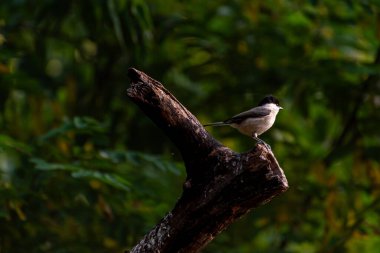 The marsh tit, Poecile palustris perching on twig. The marsh tit, Poecile palustris is a passerine bird in the tit family Paridae and genus Poecile.