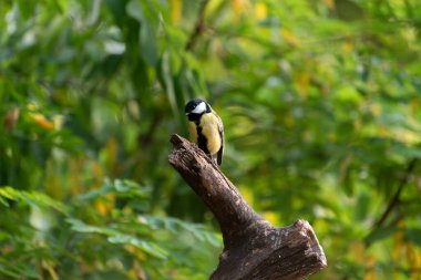 A Great Tit, Parus major, perching on twig.