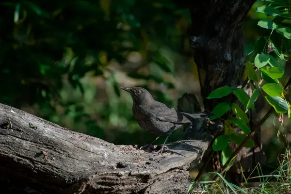 The common blackbird, Turdus merula, is a species of true thrush. It is also called the Eurasian blackbird.
