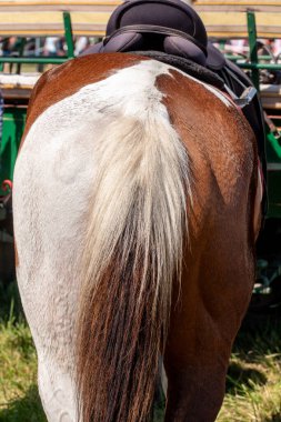 At sırtında. At dikiz aynası. Özel kahverengi ve gri renkleri olan atların altları..