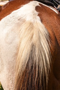 At sırtında. At dikiz aynası. Özel kahverengi ve gri renkleri olan atların altları..