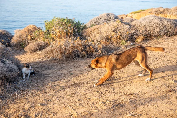 dog and cat. Stray dog attacks the stray cat. Crete, Greece.