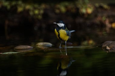 Great tit (Parus major) standing in water, reflecting in water